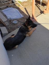 Reunited Male Dog last seen Lone tree and Brentwood blvd, Brentwood, CA 94513