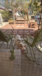Found/Stray Unknown Dog last seen Walnut and Alexander, Las Vegas, NV 89115