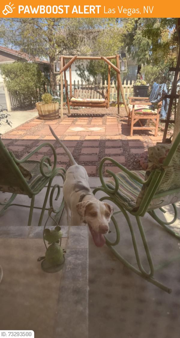 Found/Stray Unknown Dog last seen Walnut and Alexander, Las Vegas, NV 89115