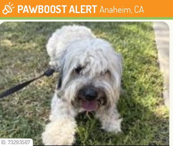 Found/Stray Male Dog last seen W Romneya Dr, Anaheim, CA 92801, USA, Anaheim, CA 92801