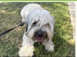 Found/Stray Male Dog last seen W Romneya Dr, Anaheim, CA 92801, USA, Anaheim, CA 92801