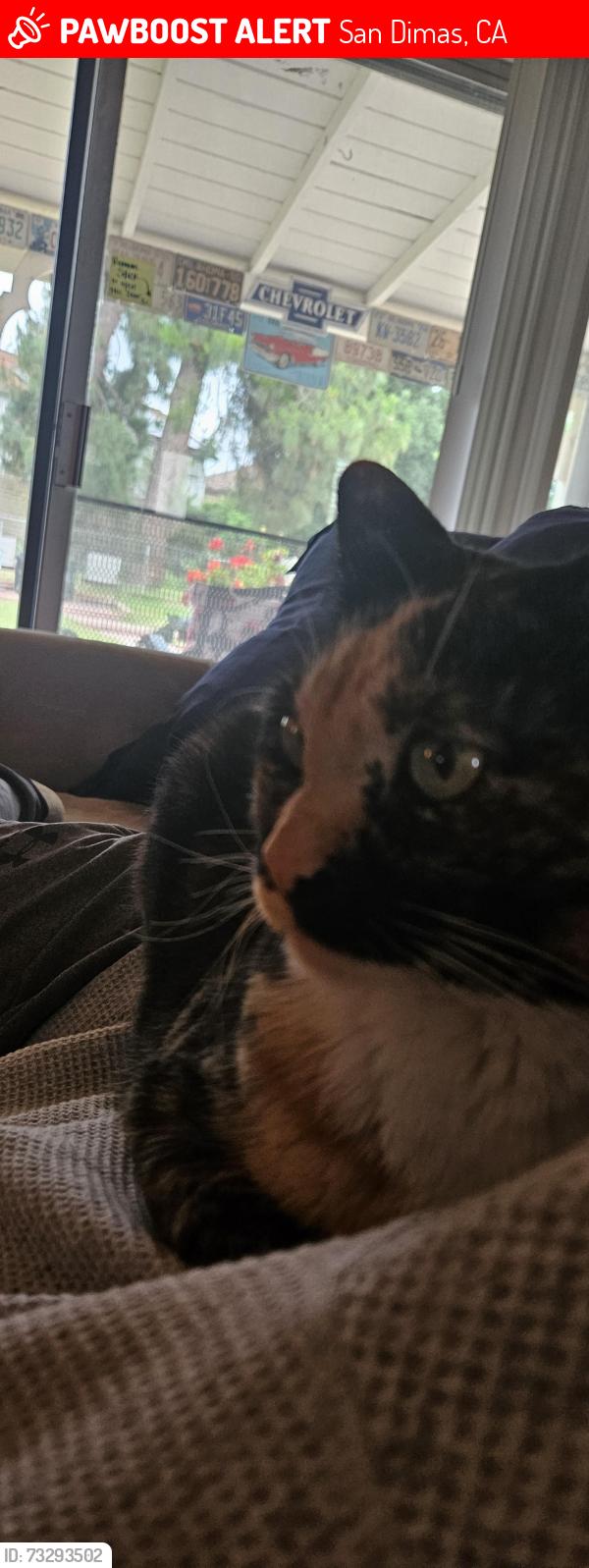 Lost Female Cat last seen Arrow highway, San Dimas, CA 91773