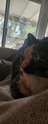 Lost Female Cat last seen Arrow highway, San Dimas, CA 91773