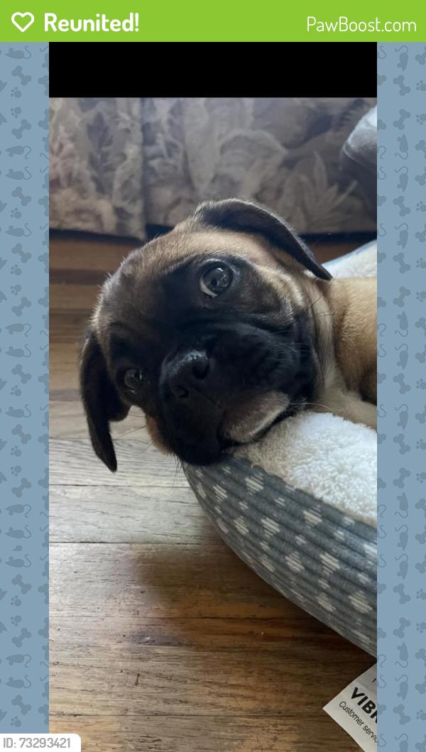 Reunited Female Dog last seen Cll Del Norte, Irwindale, CA 91706, USA, Irwindale, CA 91706