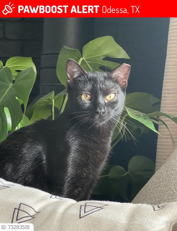 Lost Female Cat last seen Grandview/University, Odessa, TX 79761