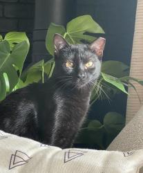 Lost Female Cat last seen Grandview/University, Odessa, TX 79761