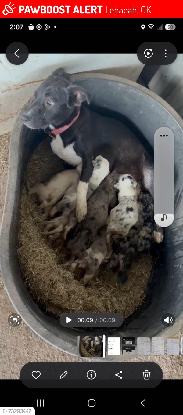 Lost Female Dog last seen highway 10 and 417 county road, Lenapah, OK 74042
