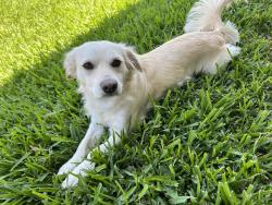 Reunited Male Dog last seen Near Hackberry Dr, Katy Tx, Katy, TX 77494