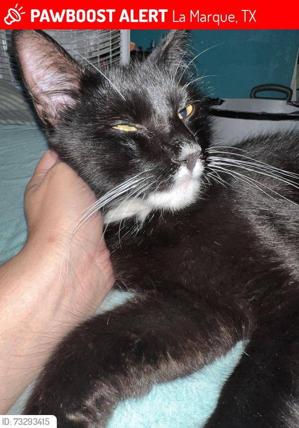 Lost Male Cat last seen Sycamore, La Marque, TX 77568