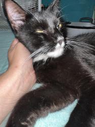 Lost Male Cat last seen Sycamore, La Marque, TX 77568
