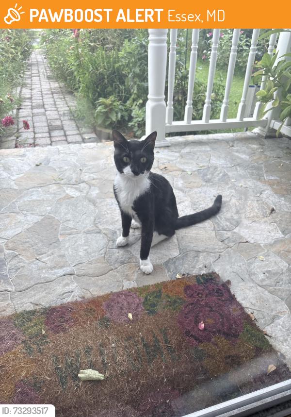 Found/Stray Male Cat last seen Near Pelczar Ave, Essex, MD 21221