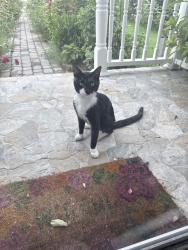 Found/Stray Male Cat last seen Near Pelczar Ave, Essex, MD 21221