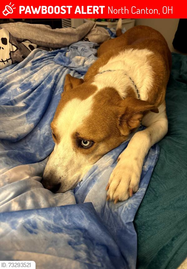 Lost Male Dog last seen Hoover stadium, North Canton, OH 44720