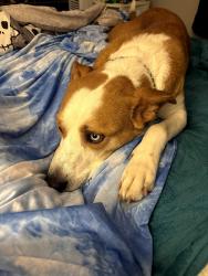 Lost Male Dog last seen Hoover stadium, North Canton, OH 44720