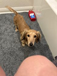 Reunited Female Dog last seen Sunmeadow Drive, Dallas, TX 75252