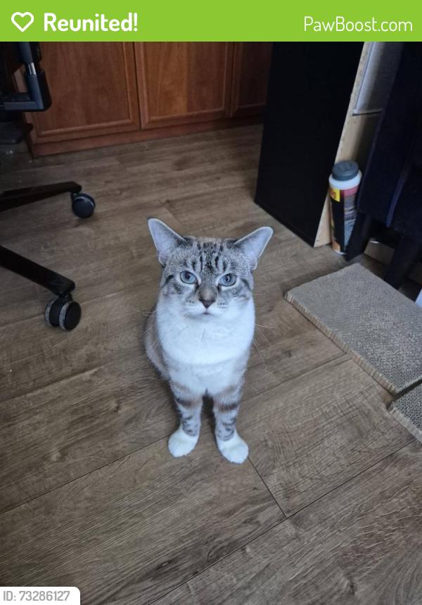 Reunited Female Cat last seen Goldsmith primary school, Bloxwich, England WS3 1DL