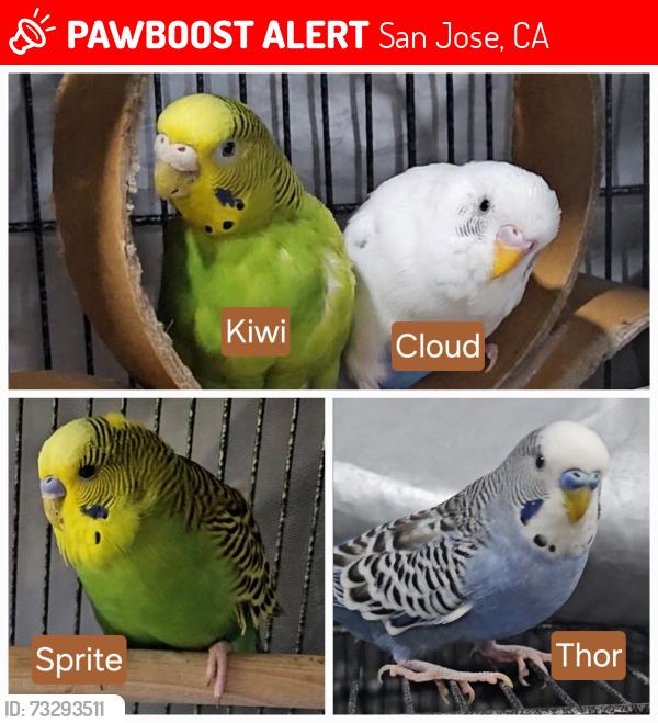 Lost Unknown Bird last seen Tully, Galveston, Summerside, San Jose, CA 95122