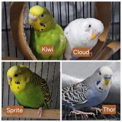 Lost Unknown Bird last seen Tully, Galveston, Summerside, San Jose, CA 95122