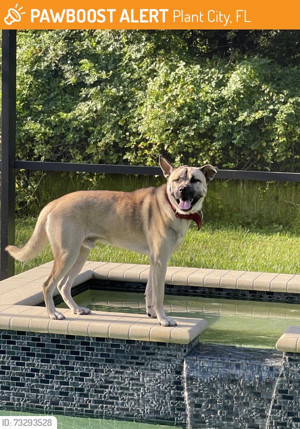 Rehomed Male Dog last seen Barron Mdws Ln, Plant City, FL, USA, Plant City, FL 33566