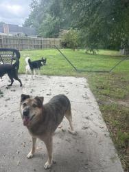 Reunited Male Dog last seen Ballentine St, Hope Mills, NC 28348