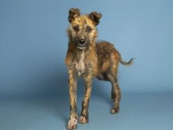 Shelter Stray Male Dog last seen HWY 191 AND ROUTE 66, 5501 E Van Buren St, Phoenix, AZ 85008, USA