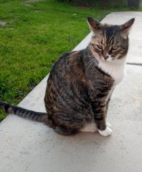 Reunited Female Cat last seen Old ranch rd/ Rancheros Dr, Oceanside, CA 92057