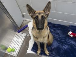 Shelter Stray Female Dog last seen WARNER RD & KYRENE, 5501 E Van Buren St, Phoenix, AZ 85008, USA