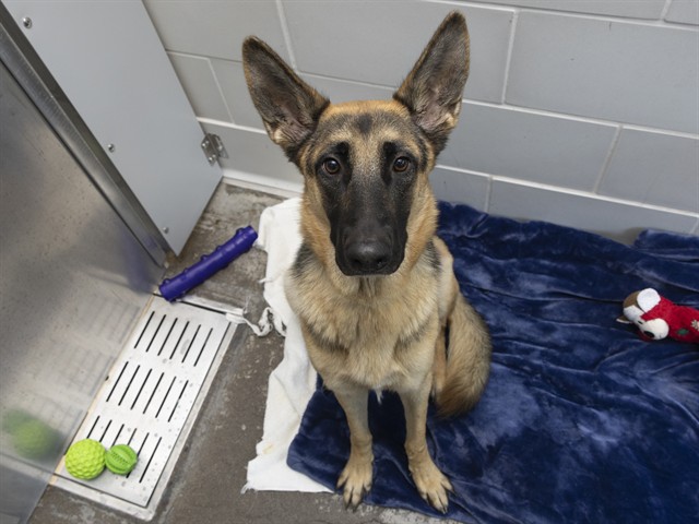 Shelter Stray Female Dog last seen WARNER RD & KYRENE, 5501 E Van Buren St, Phoenix, AZ 85008, USA