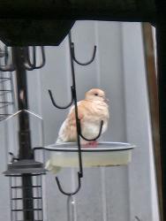 Found/Stray Unknown Bird last seen Depot Rd, Huntington Station, NY 11746