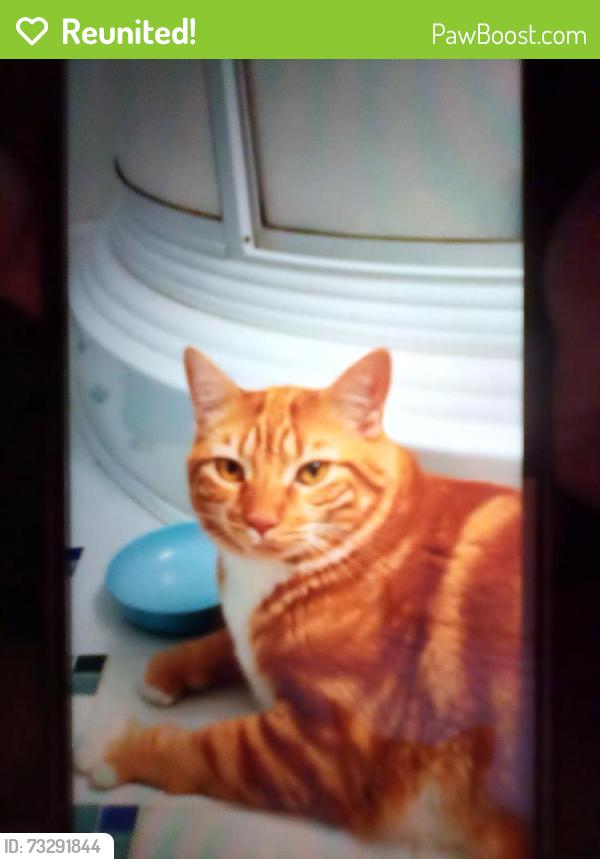 Reunited Unknown Cat last seen Builder's Road and Fantastic Circle, Herndon, Dranesville, VA 20170