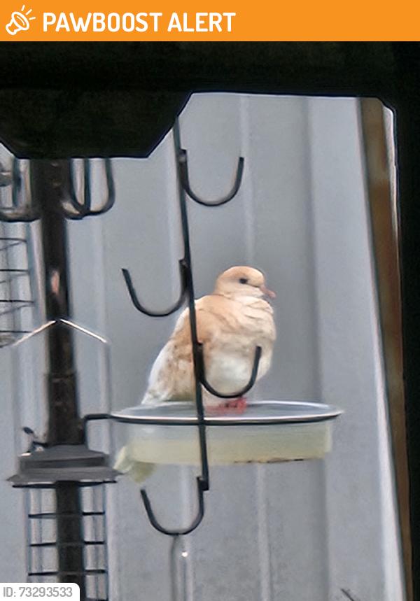 Found/Stray Unknown Bird last seen Depot Rd, Huntington Station, NY 11746