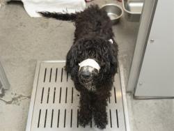 Shelter Stray Female Dog last seen , 5501 E Van Buren St, Phoenix, AZ 85008, USA