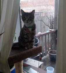 Reunited Female Cat last seen Granville, Paulina & Clark St., Chicago, IL 60660