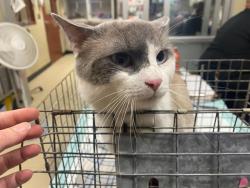 Shelter Stray Male Cat last seen Near BLOCK N 27TH ST, 3839 W Burnham St, West Milwaukee, WI 53215, USA