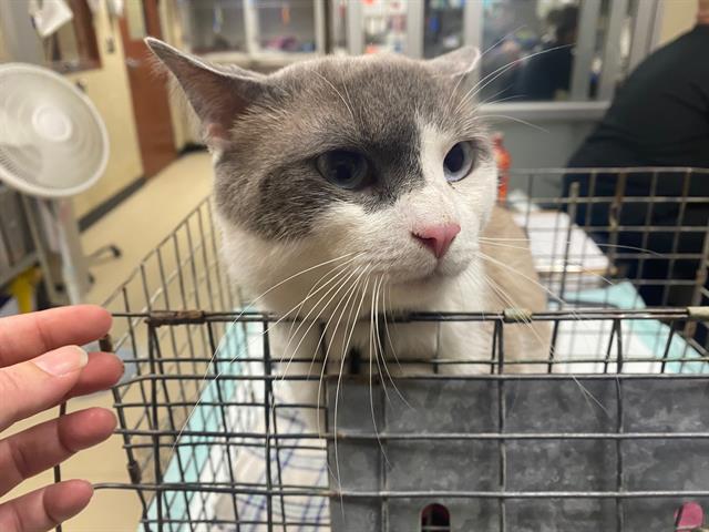 Shelter Stray Male Cat last seen Near BLOCK N 27TH ST, 3839 W Burnham St, West Milwaukee, WI 53215, USA