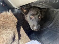 Shelter Stray Female Dog last seen Near BLOCK PINEWOOD ST, PERRIS, CA, 6851 Van Buren Boulevard, Jurupa Valley, CA 92509, USA