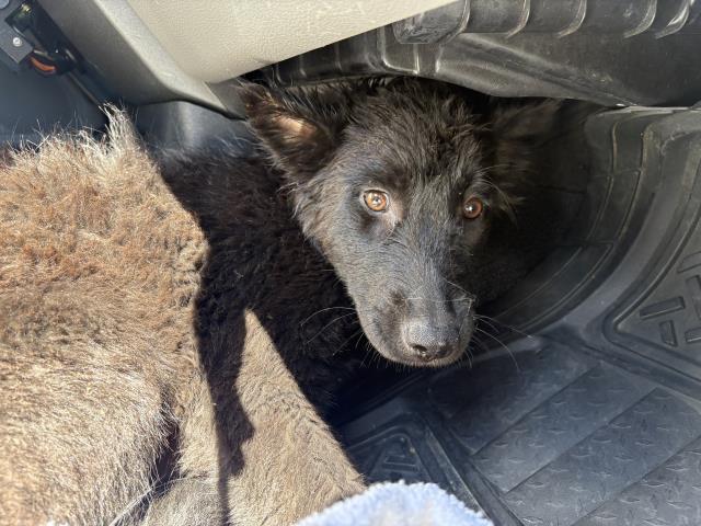 Shelter Stray Female Dog last seen Near BLOCK PINEWOOD ST, PERRIS, CA, 6851 Van Buren Boulevard, Jurupa Valley, CA 92509, USA