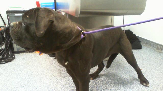 Shelter Stray Female Dog last seen CHARLOTTE, 8315 Byrum Dr, Charlotte, NC 28217, USA