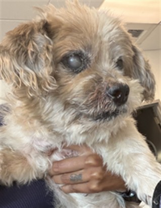 Shelter Stray Male Dog last seen , 11361 W Pico Blvd, Los Angeles, CA 90064, USA