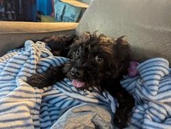 Shelter Stray Female Dog last seen Near BLOCK BLCK HATHAWAY AVE, LONG BEACH, CA, 7700 E Spring St, Long Beach, CA 90815, USA