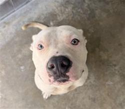 Shelter Stray Male Dog last seen MIDWAY AVE/GREENWAY, 232 Eslinger Way, Sanford, FL 32773, USA