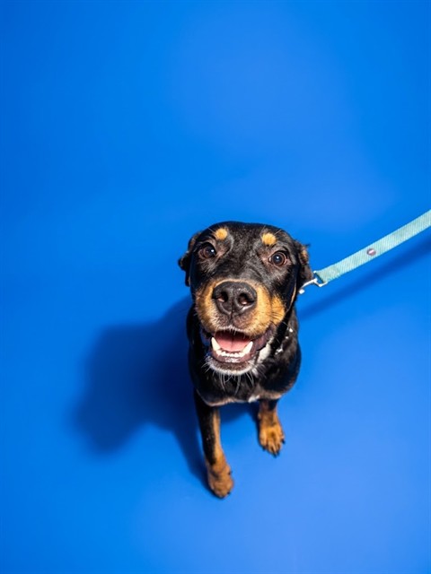 Shelter Stray Male Dog last seen BICENTENNIAL DR, 2020 Forest St, Jacksonville, FL 32204, USA