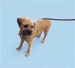 Shelter Stray Male Dog last seen , 1850 W 60th St, Los Angeles, CA 90047, USA