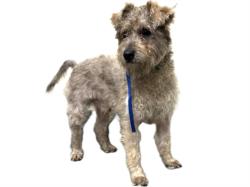 Shelter Stray Male Dog last seen , 3201 Lacy St, Los Angeles, CA 90031, USA