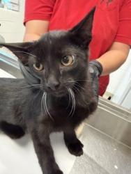 Shelter Stray Male Cat last seen ALAMANCE COUNTY, 221 Stone Quarry Rd, Burlington, NC 27217, USA
