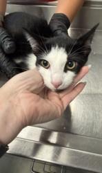 Shelter Stray Male Cat last seen ALAMANCE COUNTY, 221 Stone Quarry Rd, Burlington, NC 27217, USA