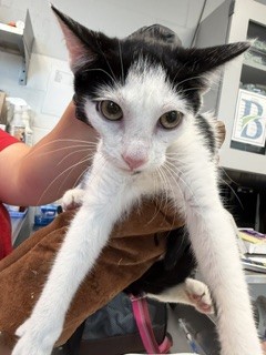 Shelter Stray Female Cat last seen ALAMANCE COUNTY, 221 Stone Quarry Rd, Burlington, NC 27217, USA