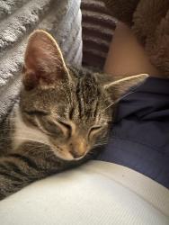 Found/Stray Unknown Cat last seen Idlewood Parkway apmts Indianapolis, Indianapolis, IN 46214