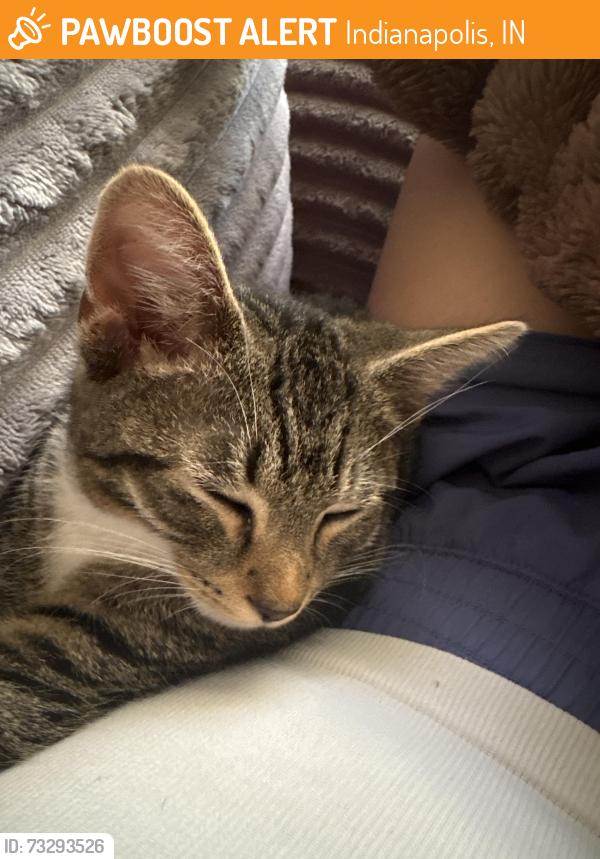 Found/Stray Unknown Cat last seen Idlewood Parkway apmts Indianapolis, Indianapolis, IN 46214