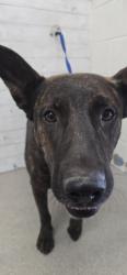 Shelter Stray Male Dog last seen Near BLOCK W. M ST., 333 Chandler Pl, San Bernardino, CA 92408, USA